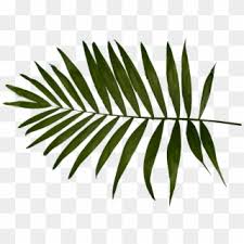 Choose from 2300+ palm leaves graphic resources and download in the form of png, eps, ai or psd. Palm Leaves Png Transparent For Free Download Pngfind