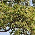 Image result for Terminalia superba
