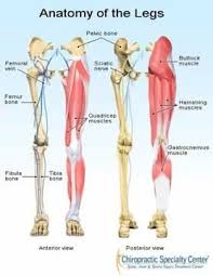 Sep 25, 2018 · 6 / 10 ( 2 votes ) muscle of the human leg diagram. Leg Pain Treatment For Numbness Tingling Weakness