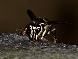 Black bee with white stripes on back. Bald Faced Hornet Information Photos Hornet Stings