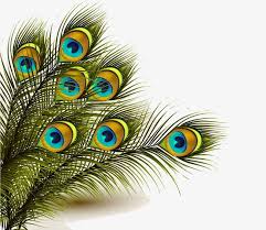 peacock feather peacock clipart feathers background png transparent clipart image and psd file for free download feather background feather illustration peacock images peacock feather peacock clipart