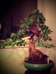 Bonsai Prices Bonsai Empire