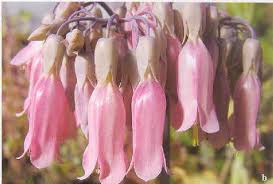 Image result for Kalanchoe latisepala