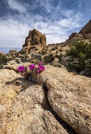 Find the perfect cactus joshua tree stock photos and editorial news pictures from getty images. A Hedgehog Cactus Blooms Between Two Rocks In Joshua Tree National Park California United States Of America Backdrop Rural Stock Photo 196854898