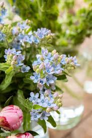 Image result for Oxypetalum coeruleum