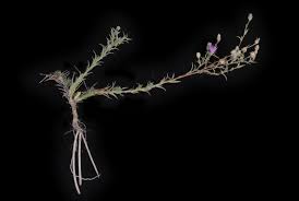 Image result for Nicolasia nitens