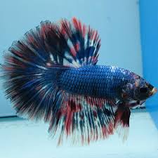 Betta Fish Uk Betta Fish Ideas Bettafish Fishbetta Fancy Betta Splendens Hm Wysiwyg Tropical Live Fish Siamese 035 Betta Fish Betta Live Fish