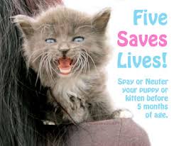 Spaying at a young age prevents mammary cancer and spaying at any age prevents unwanted these procedures make it impossible for a cat or dog to reproduce: Adopt A Pet Com Blog What Is The Best Age To Spay Or Neuter Adopt A Pet Com Blog