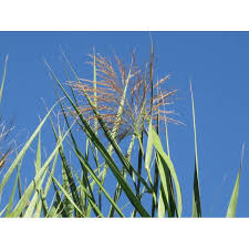 Image result for Phragmites karka