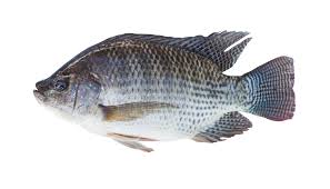 Tilapia Alimentarium