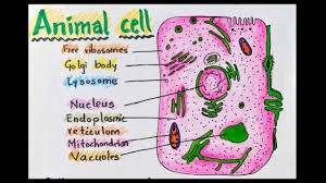 Check spelling or type a new query. Download How To Draw Animal Cell Science Diagrams For Sc