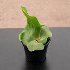 Image result for Platycerium elephantotis