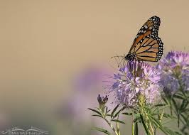 Maybe you would like to learn more about one of these? Monarch Butterfly And Rocky Mountain Bee Plant In Early Morning Light On The Wing Photography