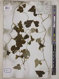 Image result for Ipomoea wightii