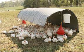 Feeders and waterers must be kept clean and full. 12 Tips To Take Care Of Your Chickens