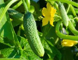 How do you grow cucumbers from seeds? How To Grow Cucumbers