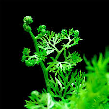 Image result for Ceratopteris