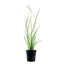 Image result for Cyperus spiralis
