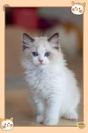 Find the breeding kitten you are looking for among all the cat breeders registered on worldkittens. Where To Find Free Ragdoll Kittens Ragdoll Kitten Kittens Baby Cats