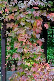 Image result for Parthenocissus quinquefolia