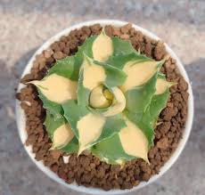 Image result for Agavaceae