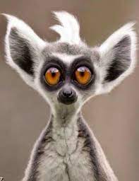 Cute wild animals cute little animals cute funny animals cute cats animals in the wild wild life animals wild animals videos cute fox animal aid unlimited is an animal rescue organization established in 2002 to save animals through street animal rescue, spaying, neutering and education. What Is The Problemur Lemur 715x931 Funny Animal Faces Cute Animals Animals Wild