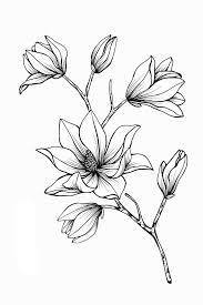 Magnolia Flower Drawing Flower Line Drawings Tattoo Art Drawings