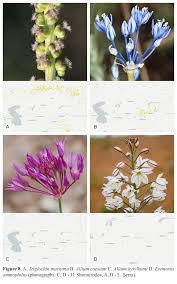 Image result for Zygophyllum leucocladum