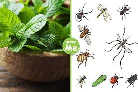 Con Questa Pianta In Casa O In Giardino Puoi Dire Addio A Ragni Moscerini E Altri Insetti Greenme Piante Repellente Per Insetti Moscerini Della Frutta