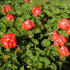 Image result for Pelargonium