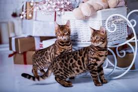 All cats shed fur, just not the same amount; Is The Bengal Cat Hypoallergenic