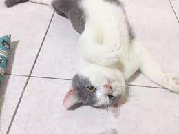 意境照下一秒崩壞 英短 英國短毛貓 藍白英短 貓咪 猫 可愛 短毛貓 喵星人 藍貓 貓奴日常 仙草 豆花仙草日記 8 cats animals