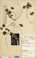 Image result for Hydrocotyle mannii