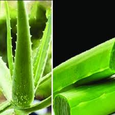 Aloe vera is a cactus plant belonging to the liliaceae family. Pdf Nutraceutical Therapeutic And Pharmaceutical Potential Of Aloe Vera A Review