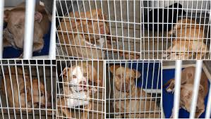 Adopt pets from your local animal rescues/shelters, there are plenty of animals just waiting for a home. Victim Id D In Fatal Mauling Fate Of Captured Dogs Uncertain