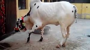 Eid ul azha, cow qurbani, bakraeid, professional qasai, eid ul adha, bakra eid, indian cow, cow's, qurbani, camel qurbani video, camel qurbani kick, camel qurbani attack, camel qurbani angry, camel qurbani professional, india, pakistan, bangladesh, food, recipe. Dangerous Beautiful Cow Qurbani Eid Ul Video Dailymotion