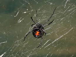 Most are black with bright red markings, although some are brown with bright. Black Widow Spiders In New Jersey A Guide To Black Widows