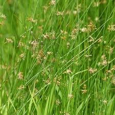 Image result for Crassocephalum effusum