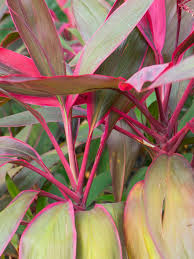 Full sun to part shade. Ti Plant Leaves Turning Yellow Diagnosing A Ti Plant With Yellow Leaves