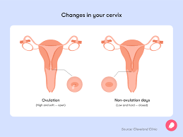 Image result for cervix position