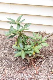 Rhododendron Problems What S Wrong With My Rhododendron Gardening From House To Home Rhododendron Problems Rhododendron Care Iris Flowers Garden