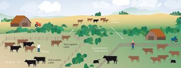 Bovine tuberculosis (btb) is an infectious disease of cattle. How To Control Bovine Tuberculosis Nature