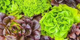 It's during this process that bitter lettuce is produced. Types Of Lettuce Different Varieties Of Lettuce