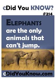 Follow the latest stories about animals near and far, including wildlife conservation, research news,. Did You Know 214 Did You Know Facts Animal Facts Facts For Kids