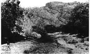 Image result for Odyssea paucinervis