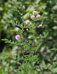 Image result for Mimosa mossambicensis