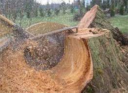For chapel hill, nc & the surrounding community. Tree Service Removal Cutting Chapel Hill Tullahoma Shelbyville Tn