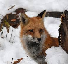 Enjoy famous online games at playredfox.com. Creature Feature Red Fox Natural Resources Council Of Maine