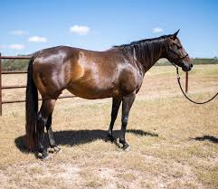 Image result for Light Buckskin 1990 Colt