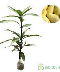 Untuk mangga jenis chokanan, walaupun dari hasil okulasi juga cepat berbuah, karena jenis chokanan ini jenis mangga apapun akan sama budidayanya termasuk mangga chokanan. Tanaman Mangga Chokanan